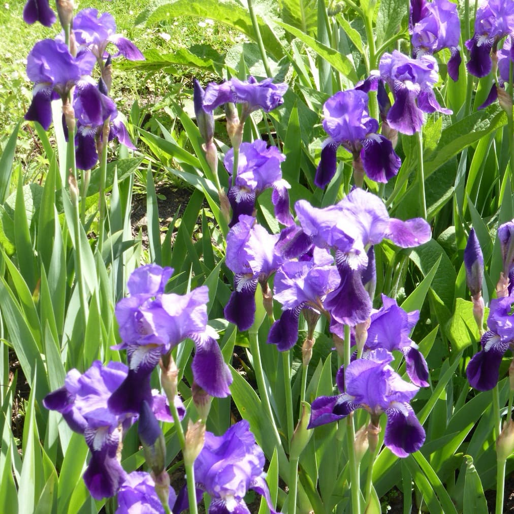 Deutsche Schwertlilie Violett