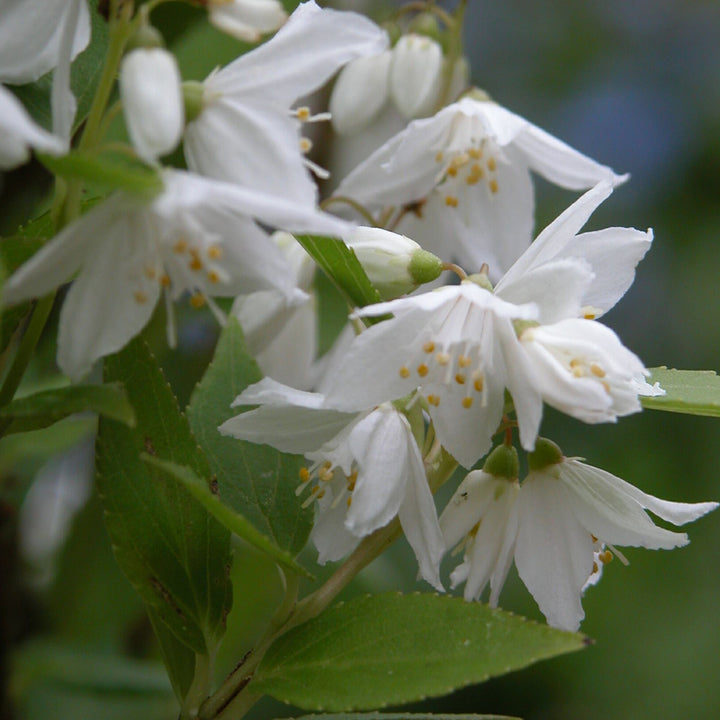 Deutzia gracilis