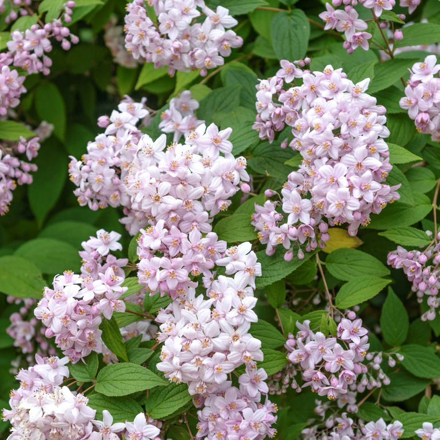 Deutzia 'Mont Rose'