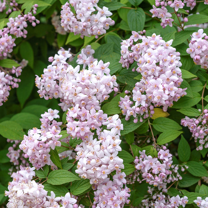 Deutzia 'Mont Rose'