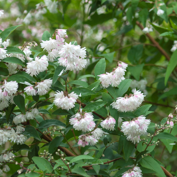 Deutzia scabra 'Plena'