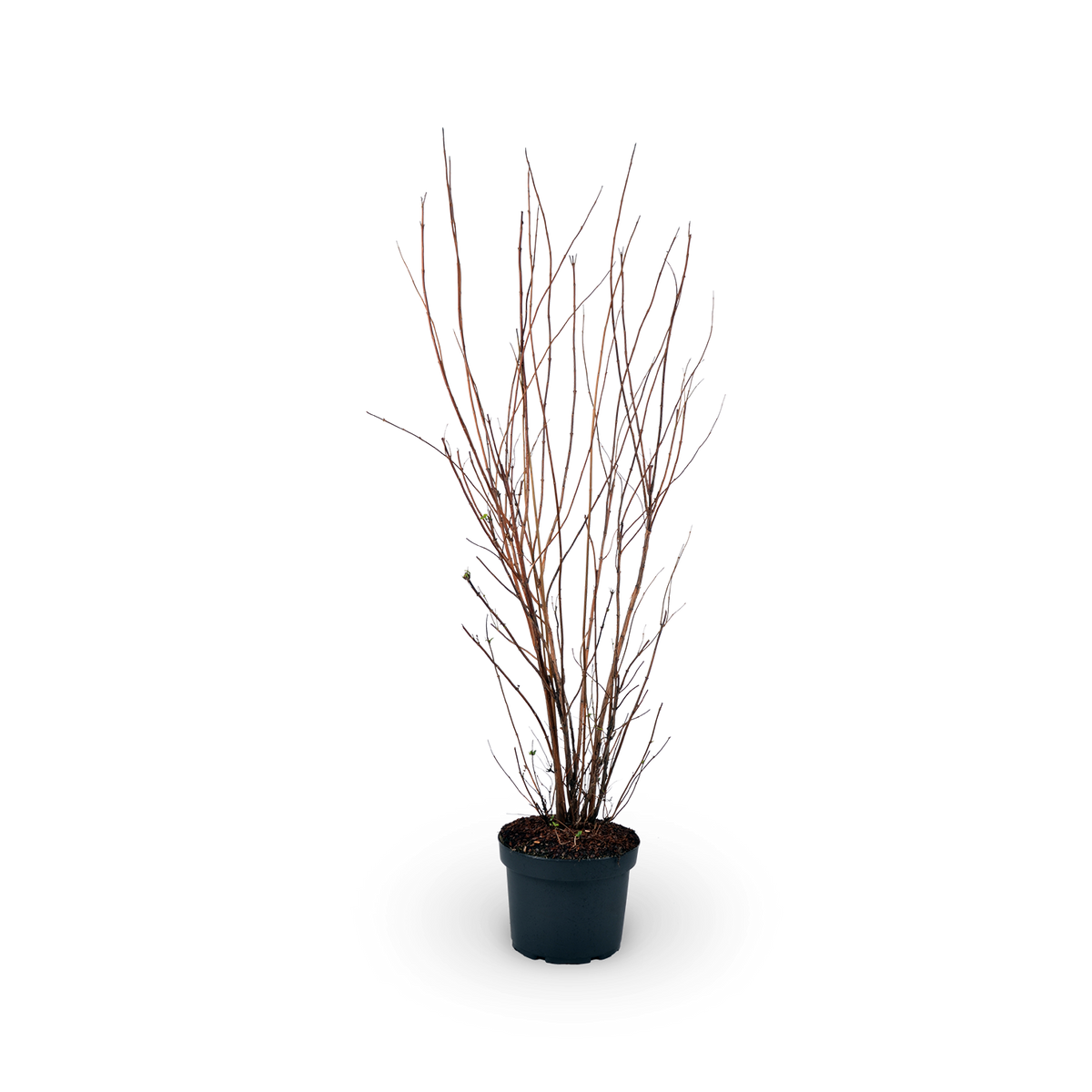 Deutzia scabra 'Plena'