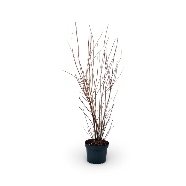Deutzia scabra 'Plena'