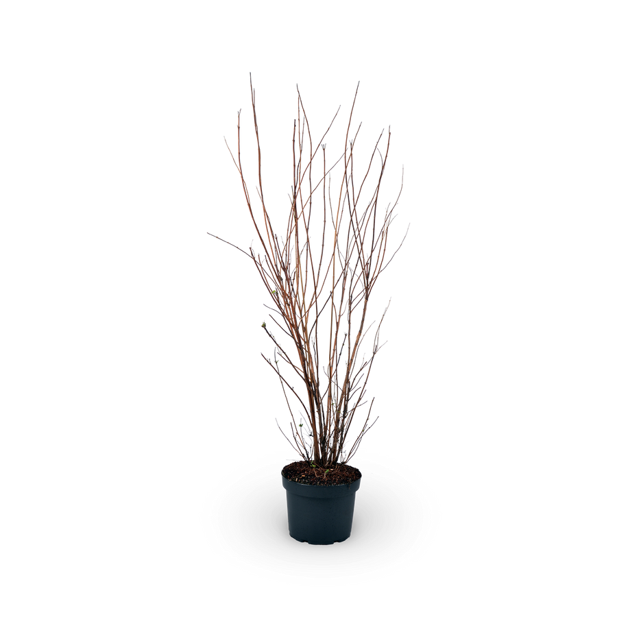 Deutzia scabra 'Plena'