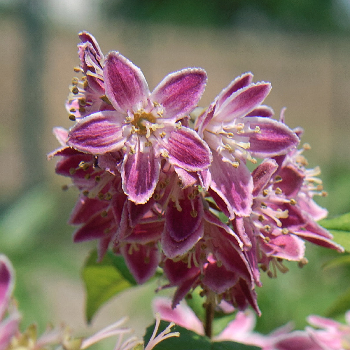 Blüte der Deutzie 'Tourbillon Rouge'