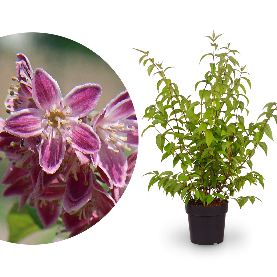 Deutzie 'Tourbillon Rouge'