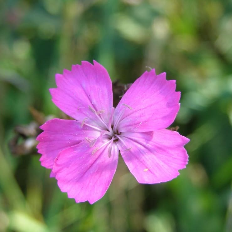Dianthus carthusianorum