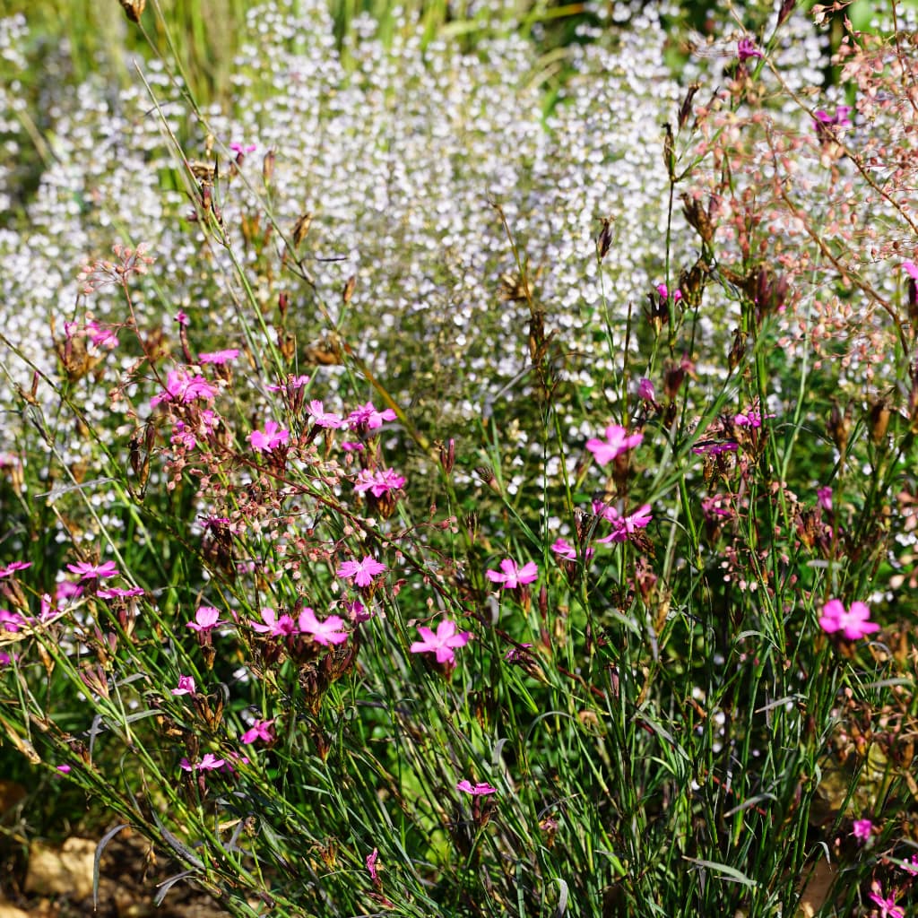 Dianthus carthusianorum