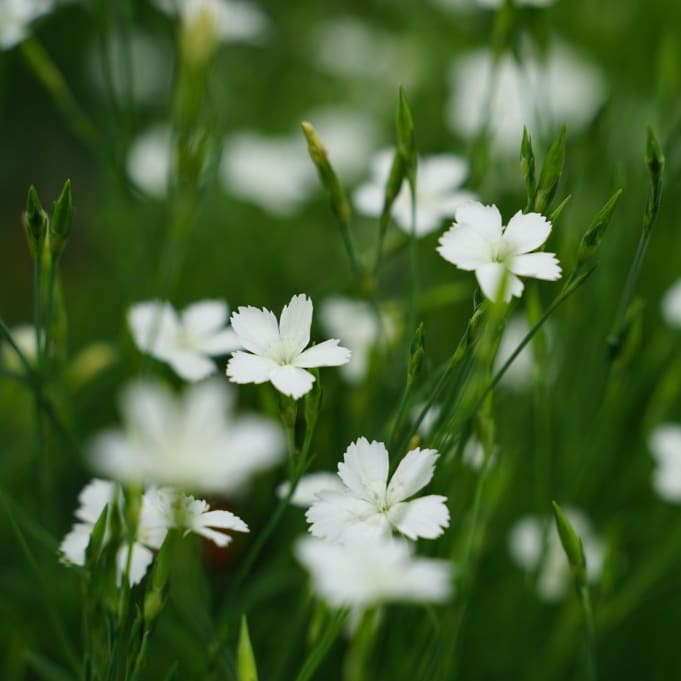 Dianthus deltoides 'Albus'