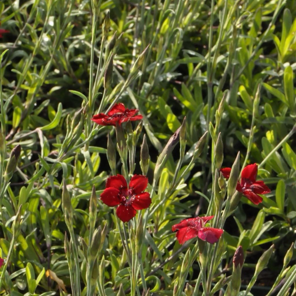 Dianthus deltoides 'Leuchtfunk'