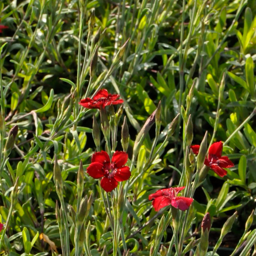 Dianthus deltoides 'Leuchtfunk'