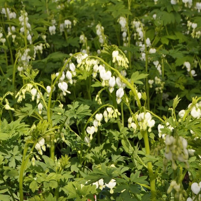 Dicentra spectabilis 'Alba'
