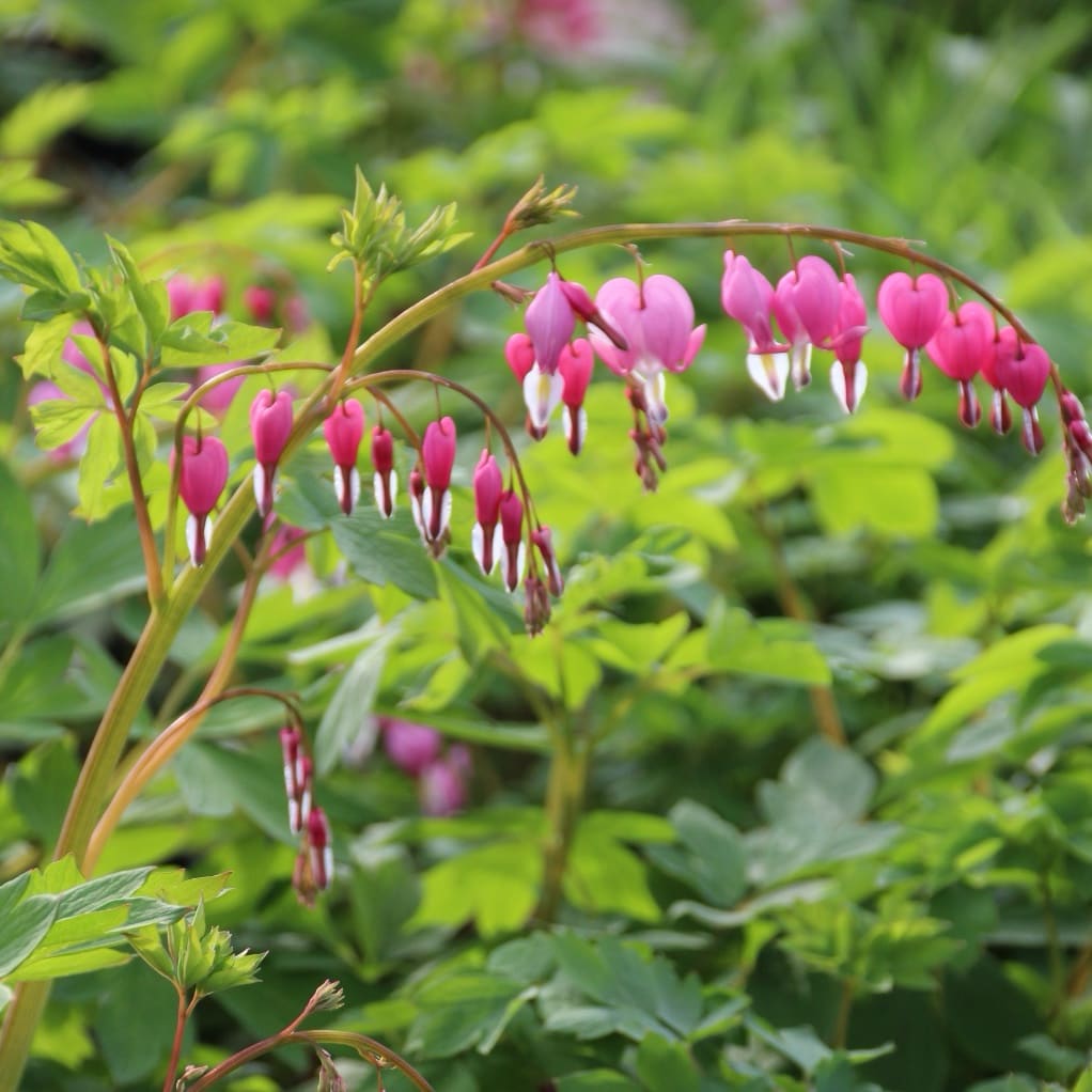 Dicentra spectabilis