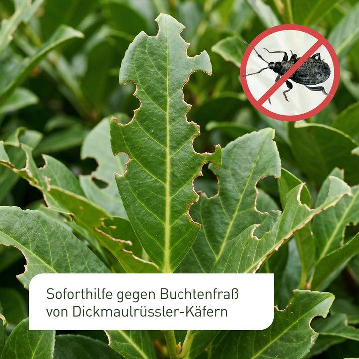 Dickmaulrüssler-Falle gegen Buchtenfraß