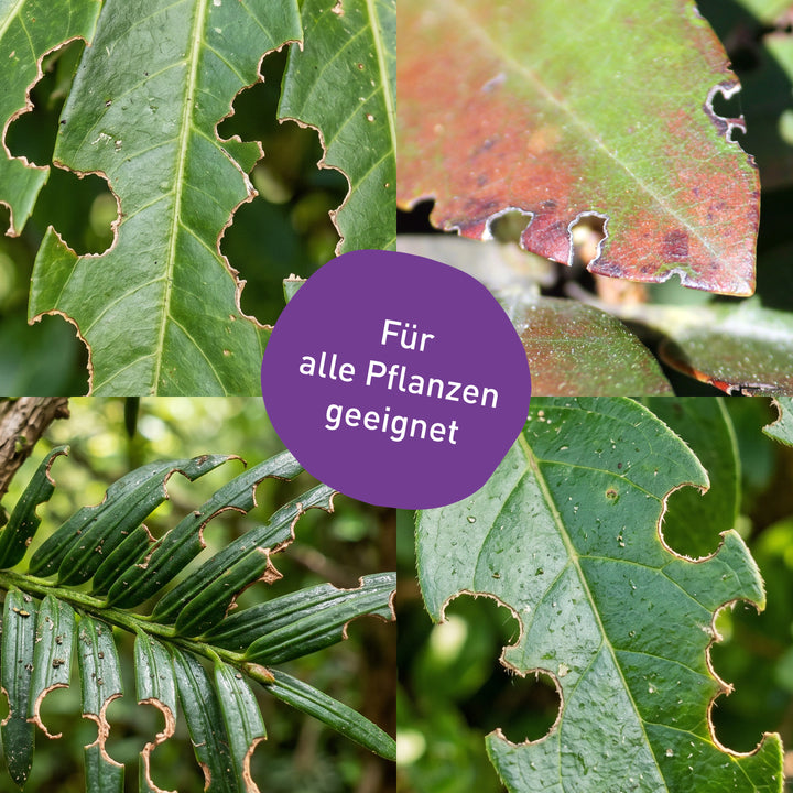 Dickmaulrüssler-Bekämpfung an Kirschlorbeer Rhododendron und Co.