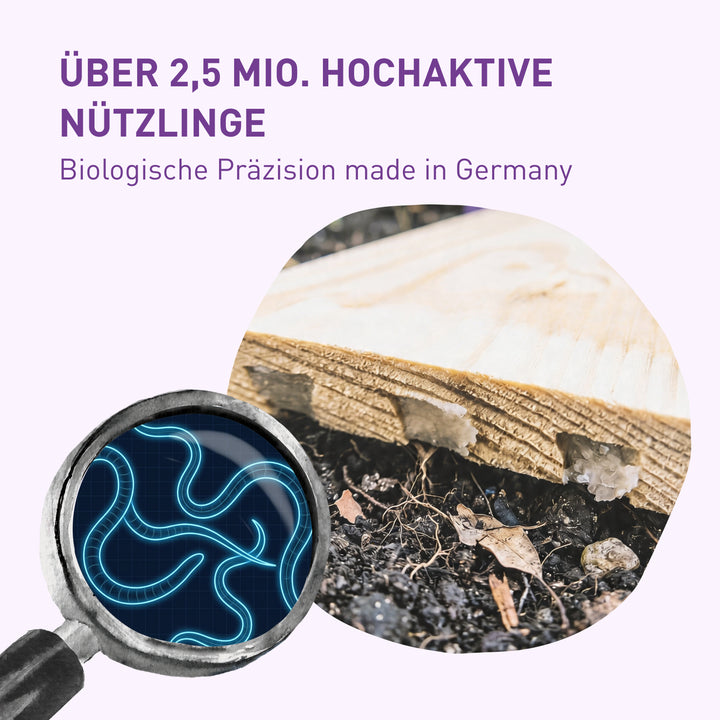 Dickmaulrüssler-Falle mit Nematoden
