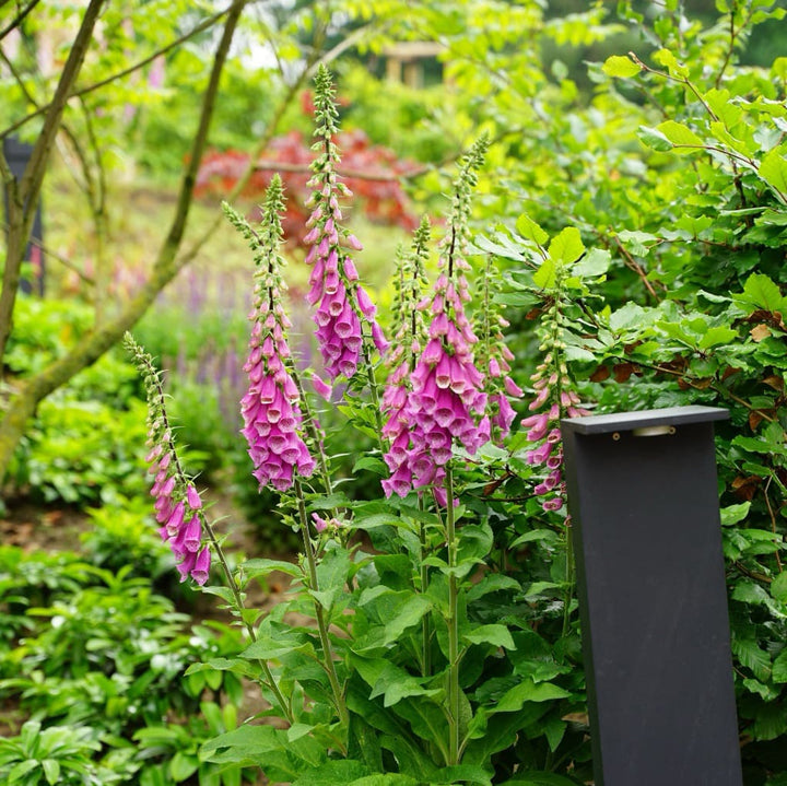 Digitalis purpurea