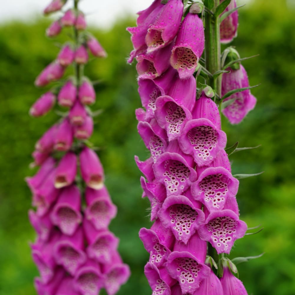 Digitalis purpurea