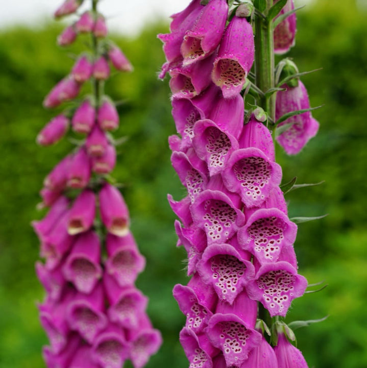 Digitalis purpurea