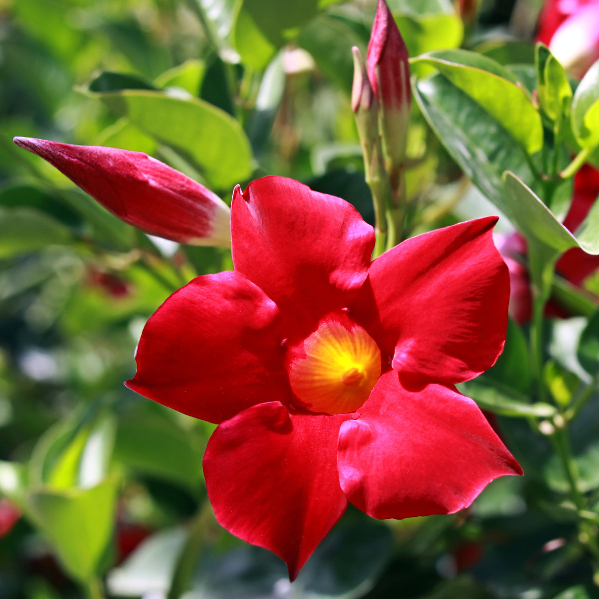 Dipladenia in roter Blüte