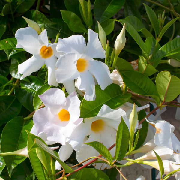 Dipladenia in weißer Blüte