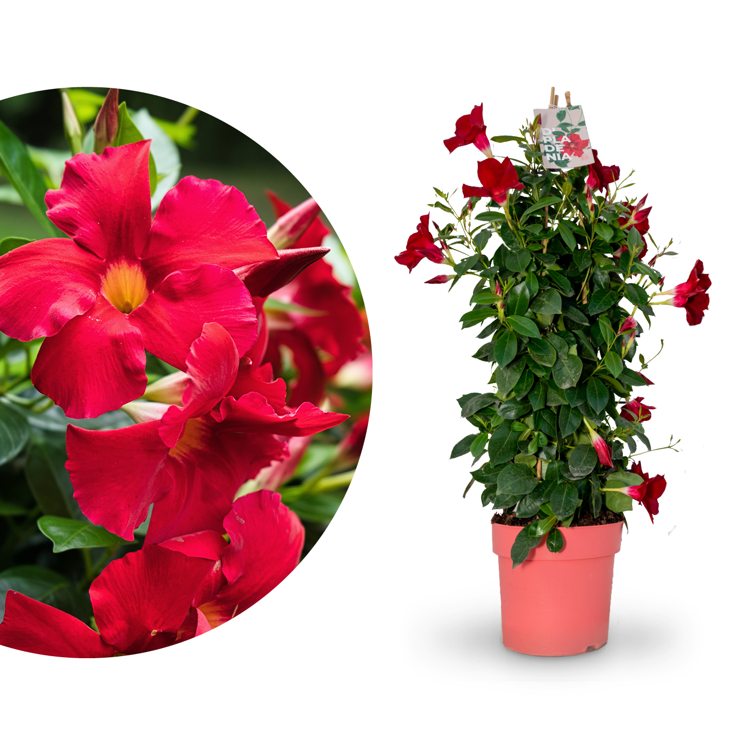 Dipladenia Rot kaufen