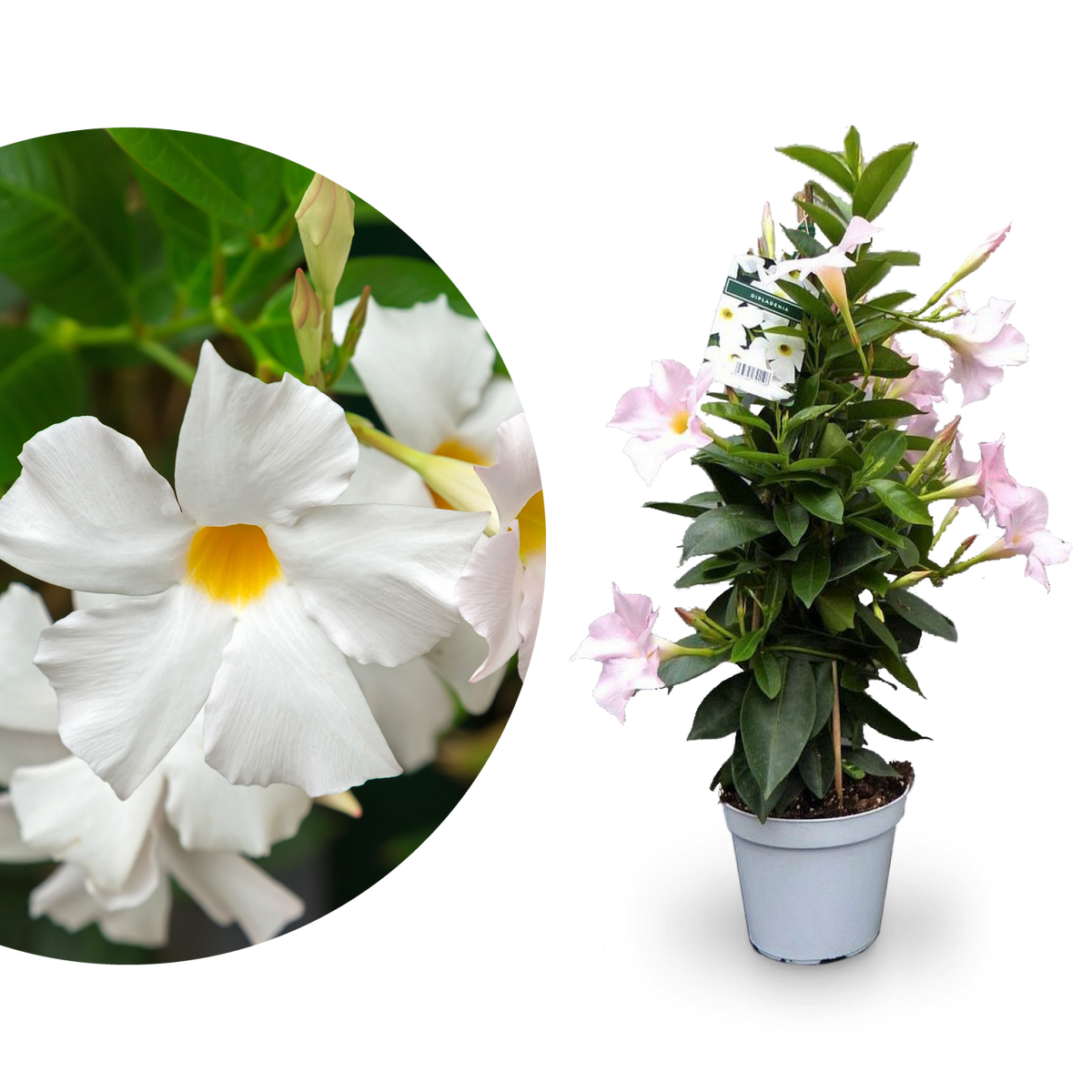 Dipladenia Weiß kaufen Plantura Shop