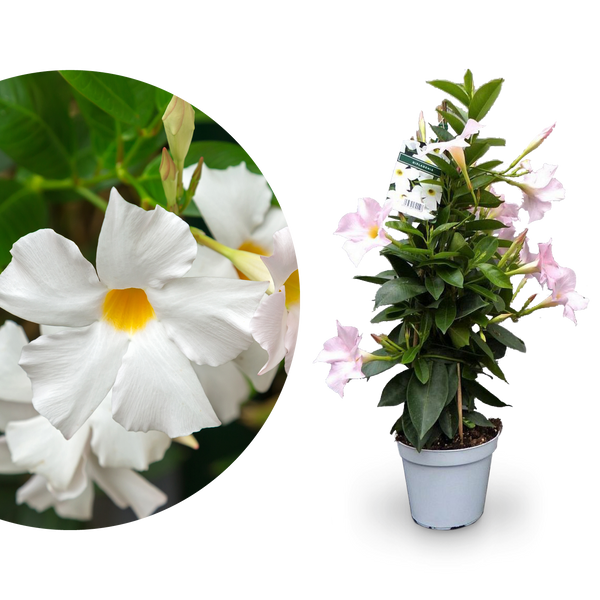 Dipladenia Weiß kaufen