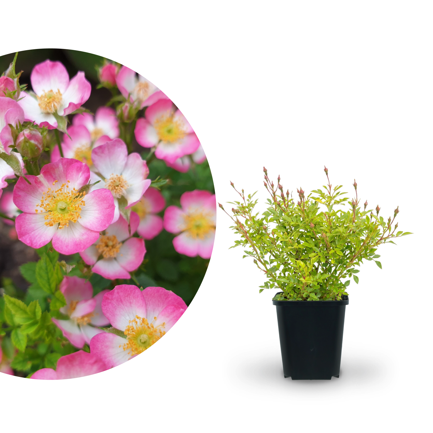 Dornenlose Zwergrose 'Cutie Pie'