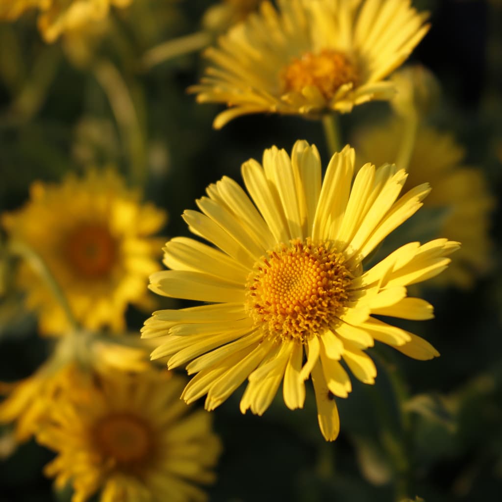 Doronicum orientale 'Little Leo'