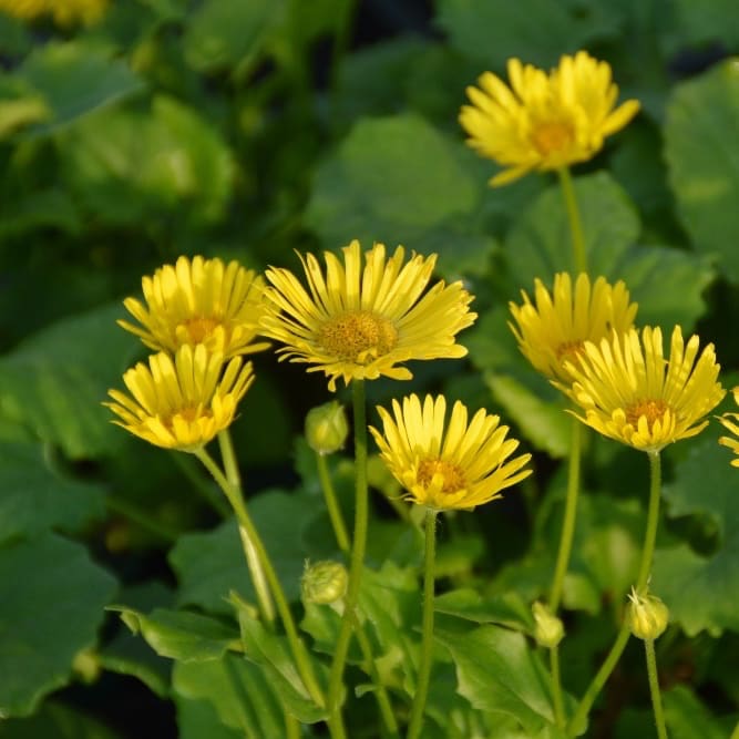 Doronicum orientale 'Little Leo'