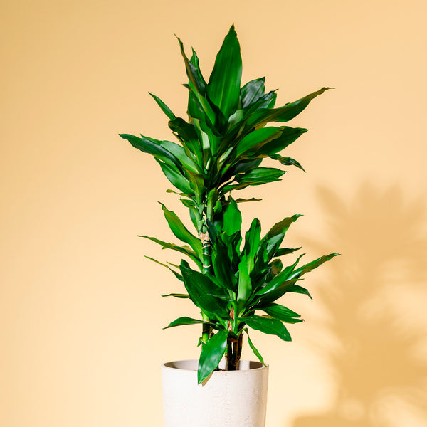 Drachenbaum 'Janet Lind' als Zimmerpflanze