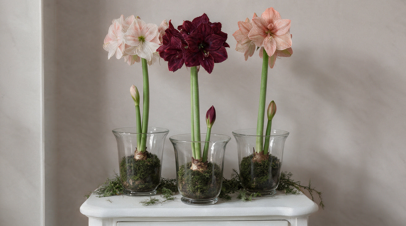 Drei verschiedene blühende Amaryllis Sorten stilvoll in Glasvasen arrangiert