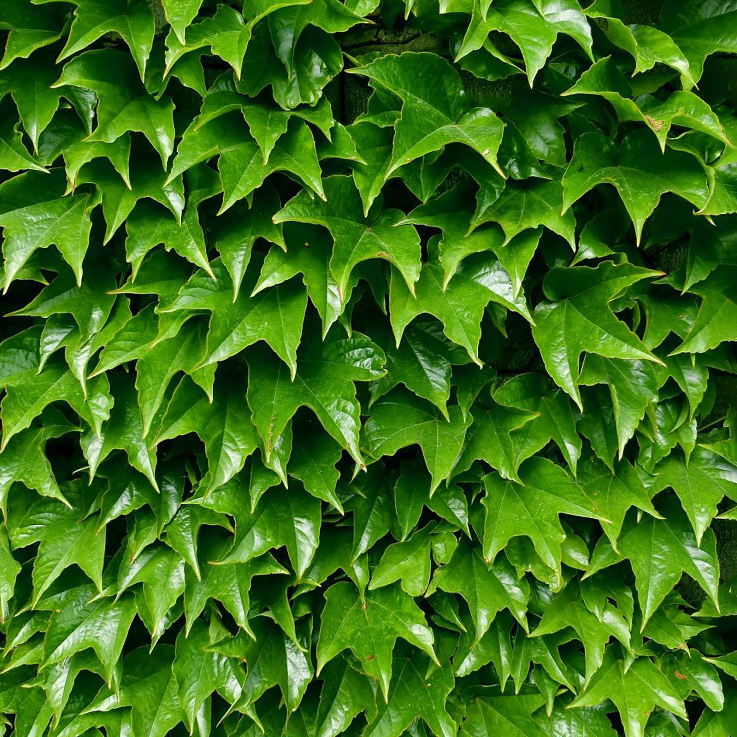 Dreilappige Jungfernrebe 'Green Spring'