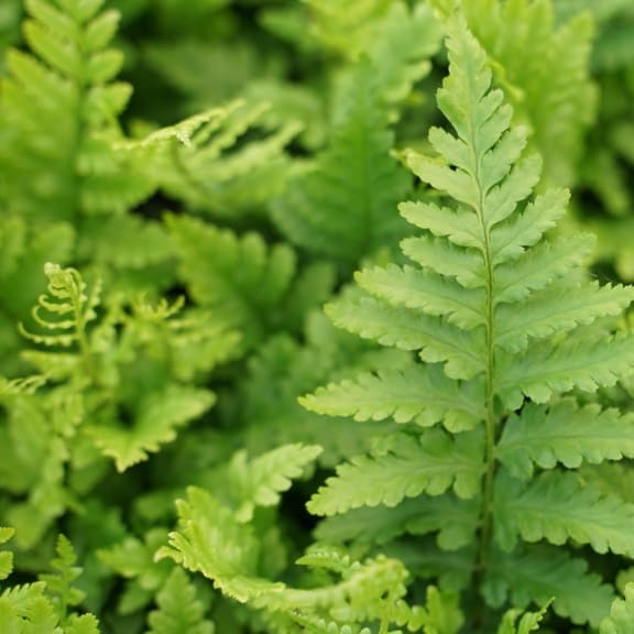 Dryopteris filix-mas