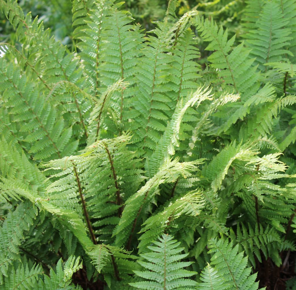 Dryopteris filix-mas