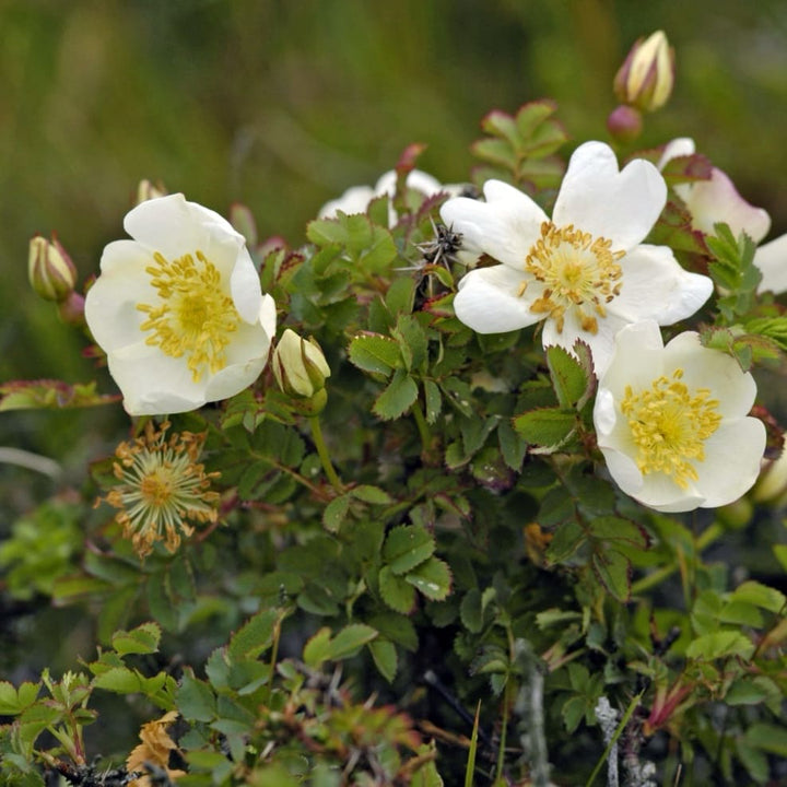 Dünenrose Weiß (Bibernellrose)