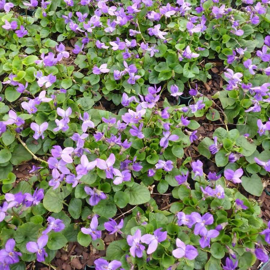Duft-Veilchen 'Königin Charlotte' Violett
