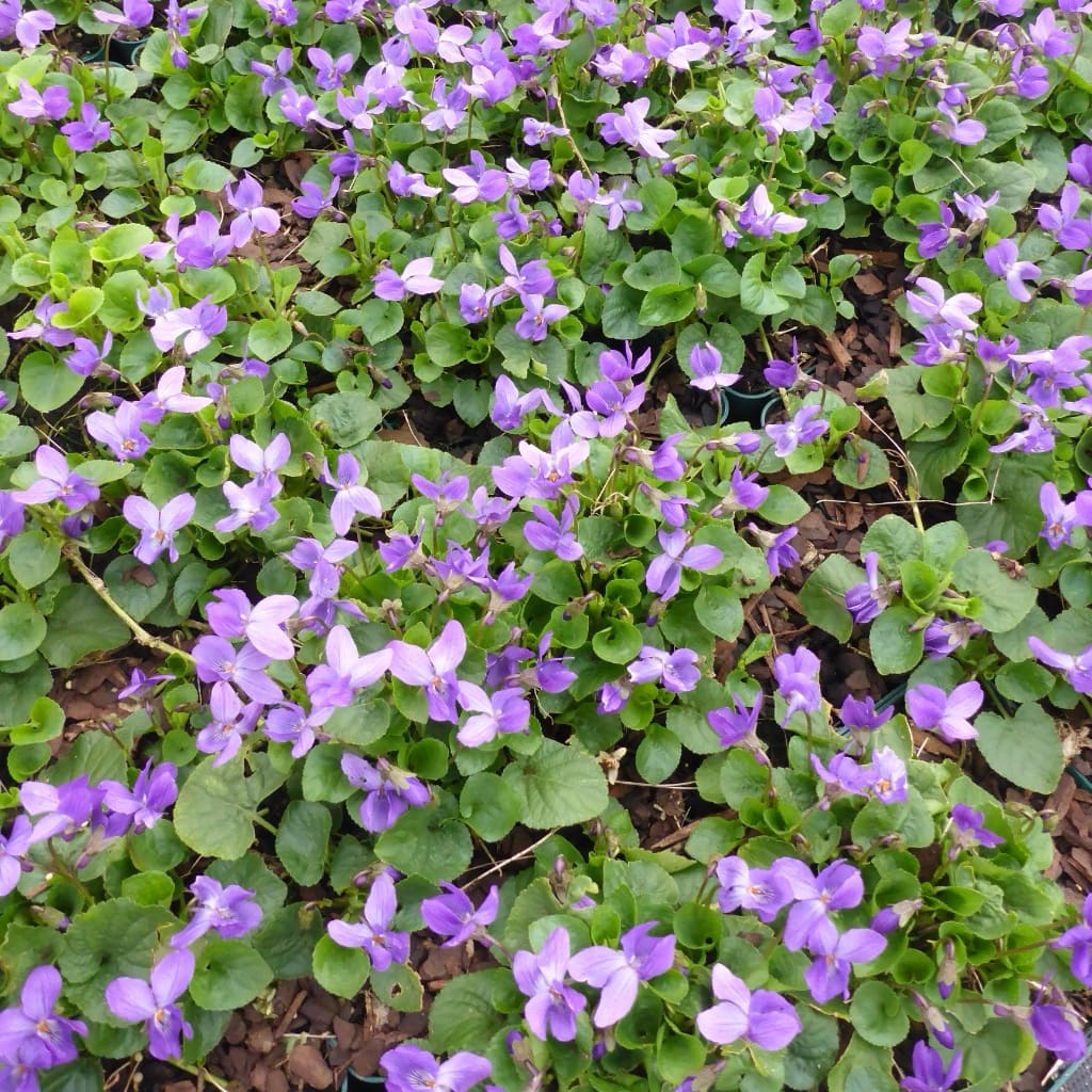 Duft-Veilchen 'Königin Charlotte' Violett