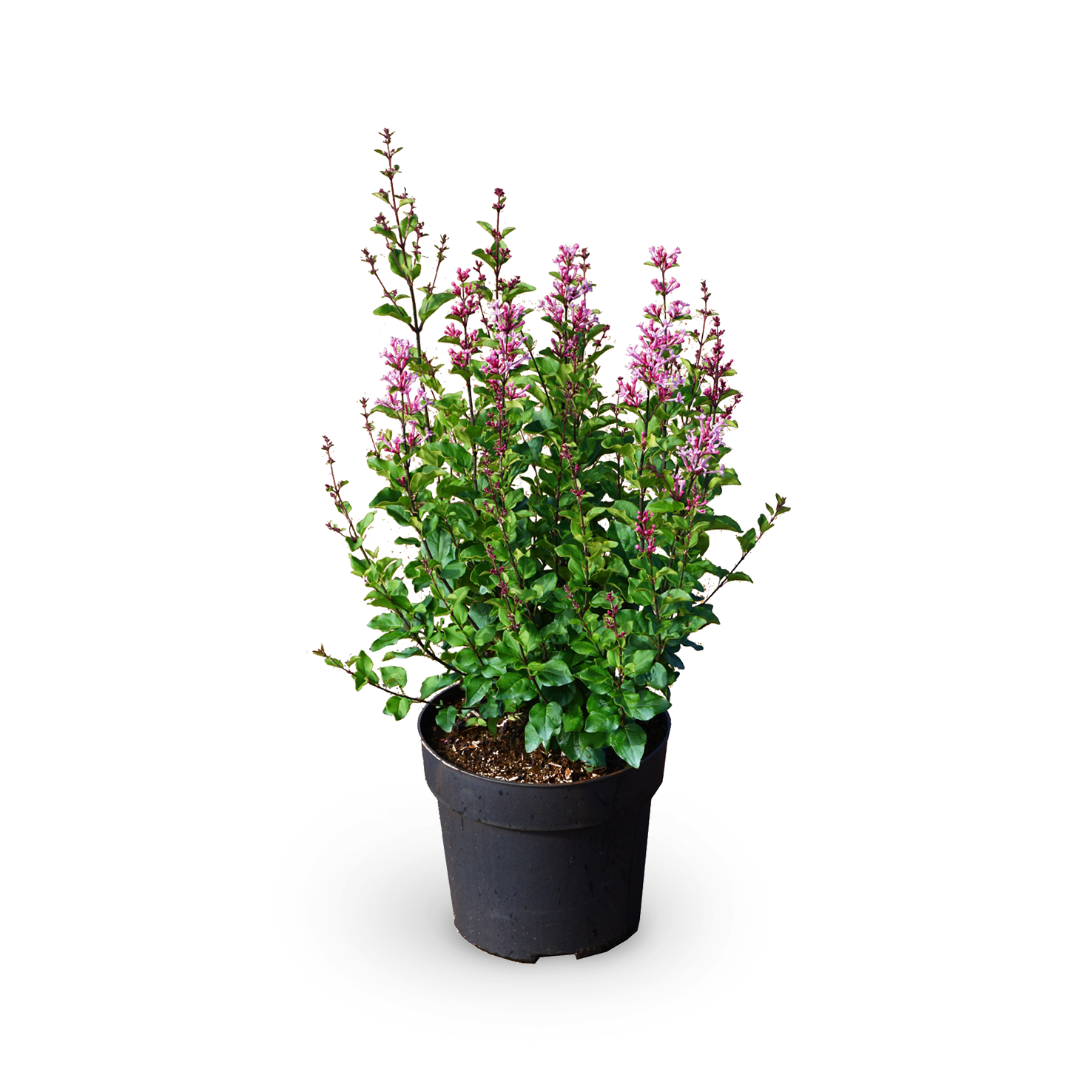 Duftflieder BLOOMERANG® 'Pink Perfume'