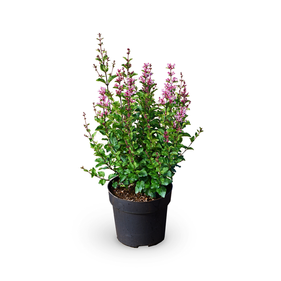 Duftflieder BLOOMERANG® 'Pink Perfume'