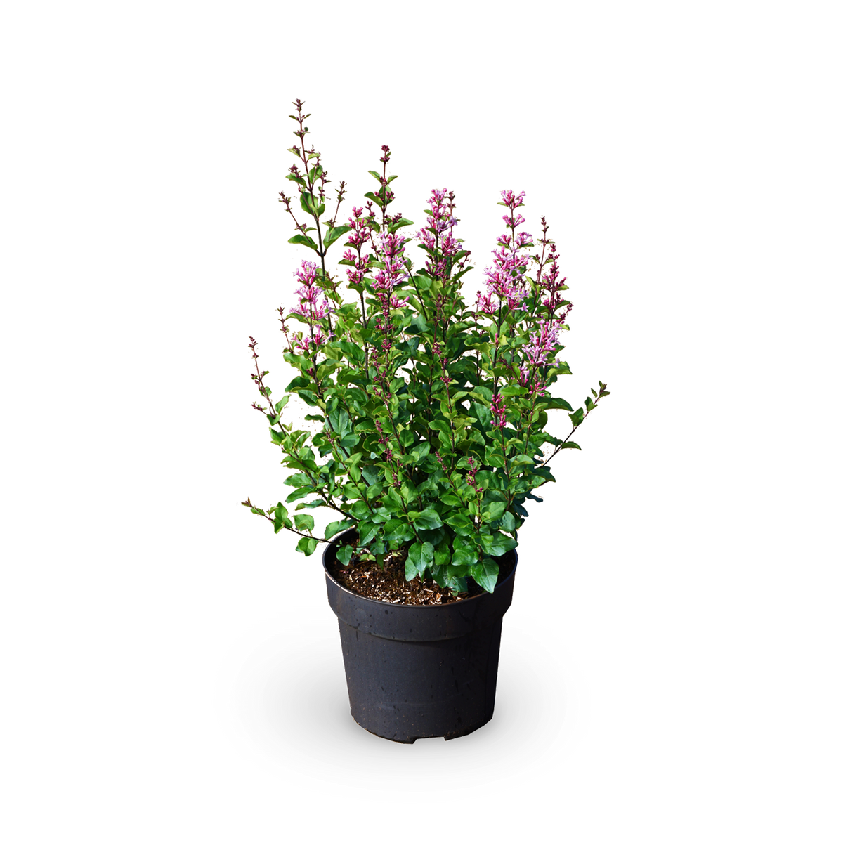 Duftflieder BLOOMERANG® 'Pink Perfume'