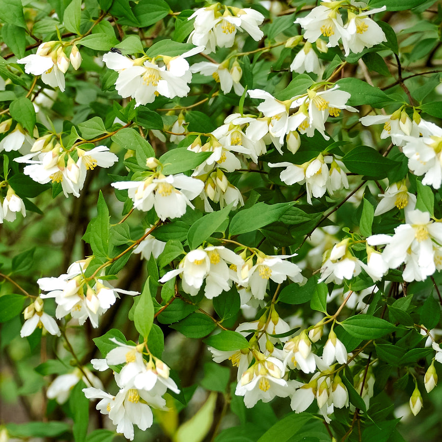 Blüte des Duftjasmin 'Lemoinei'