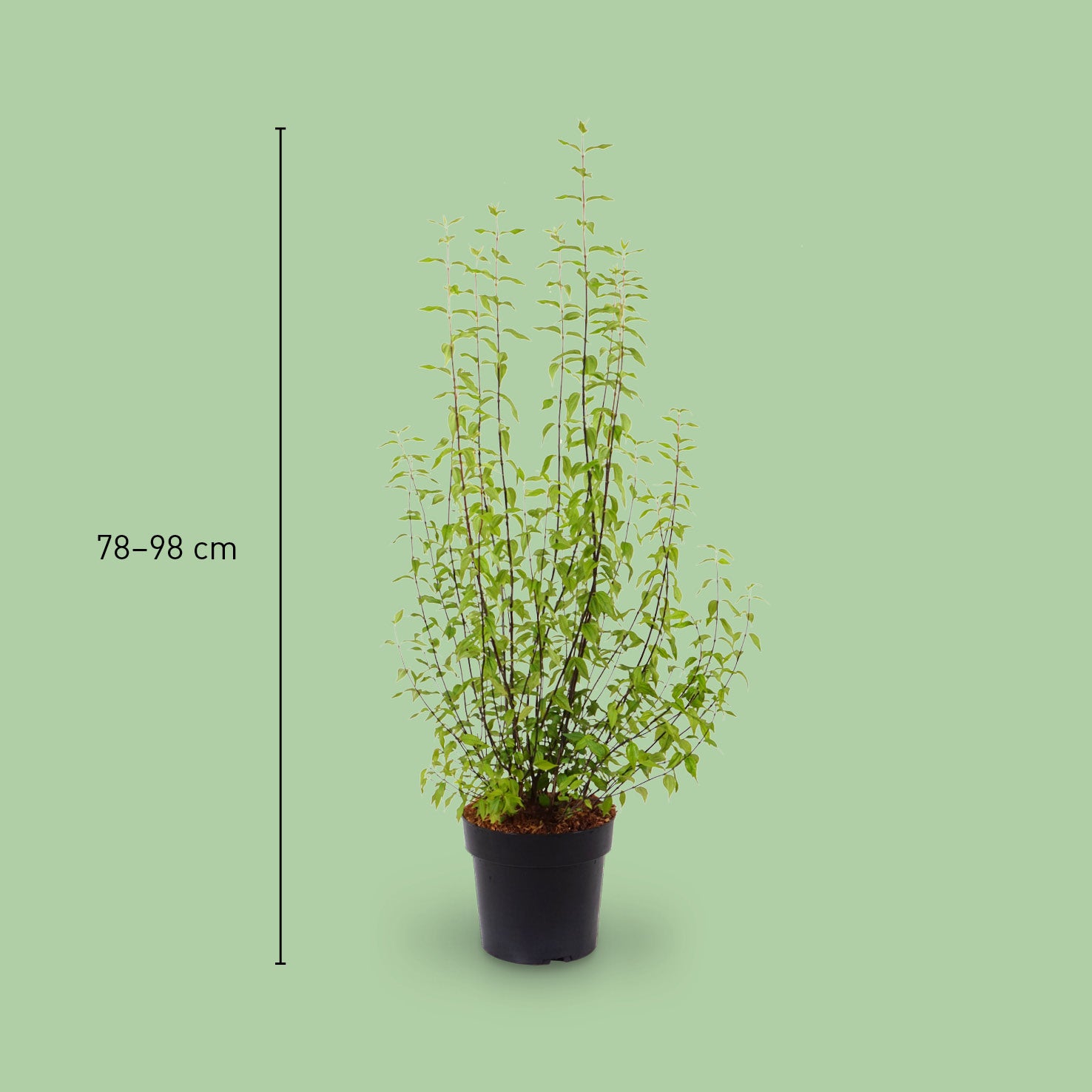 Größe des Duftjasmin 'Lemoinei'