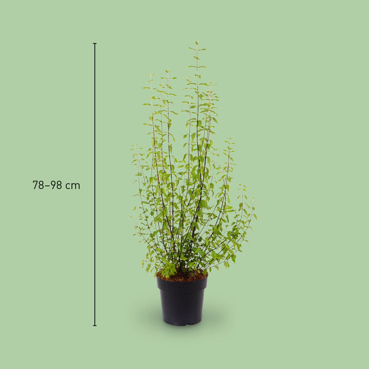 Größe des Duftjasmin 'Lemoinei'