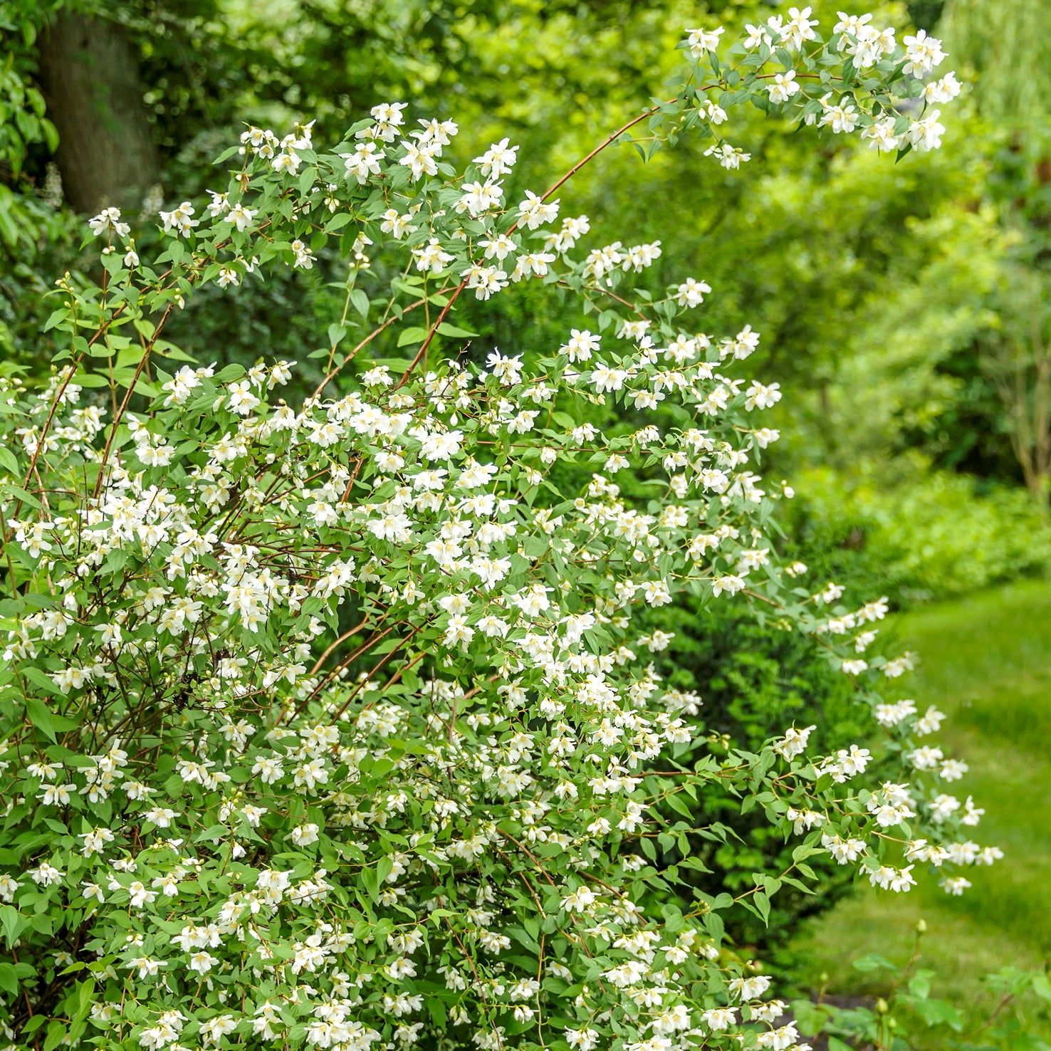 Duftjasmin 'Lemoinei' im Garten
