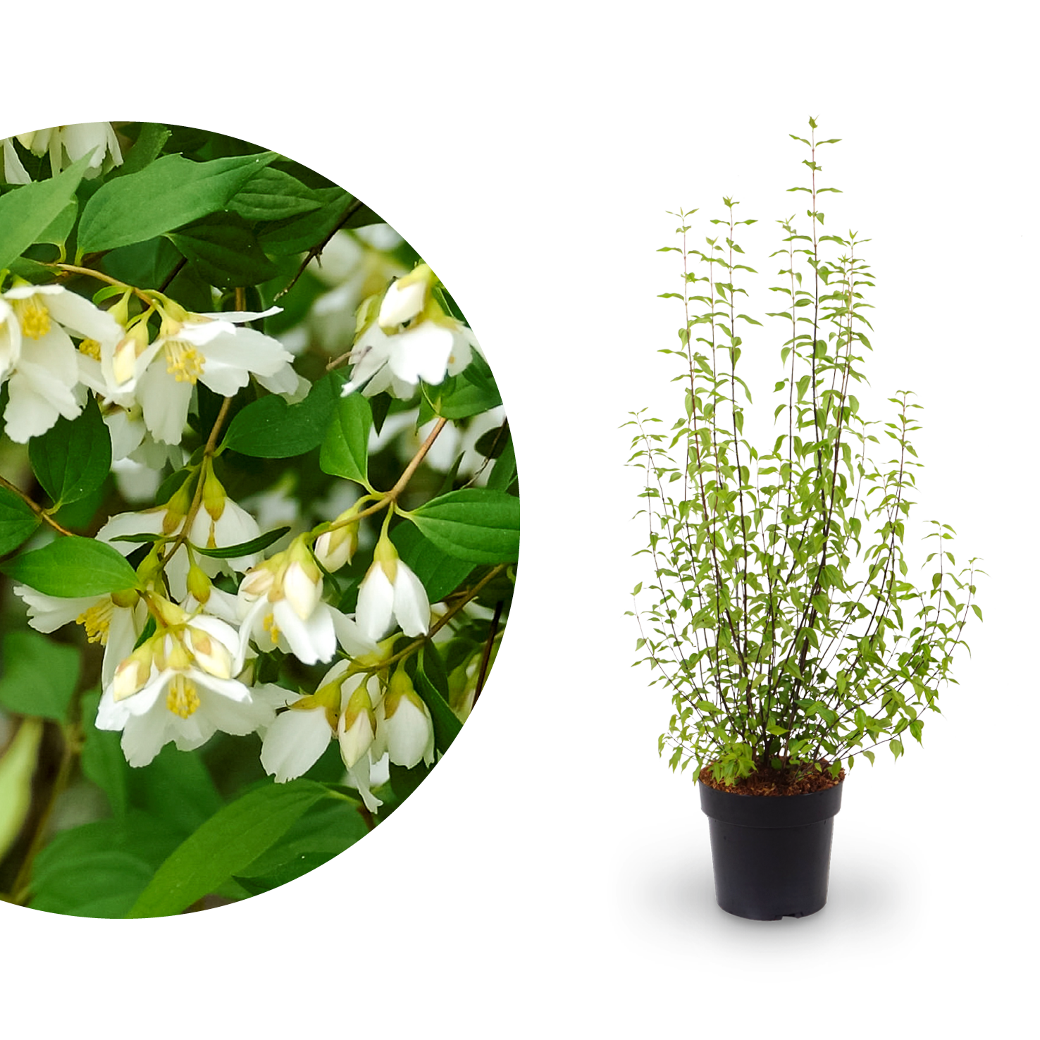Duftjasmin 'Lemoinei'