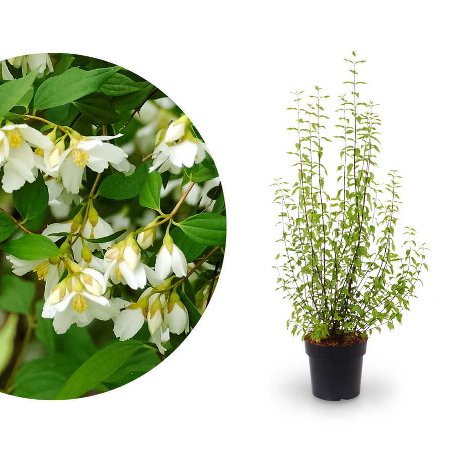 Duftjasmin 'Lemoinei'