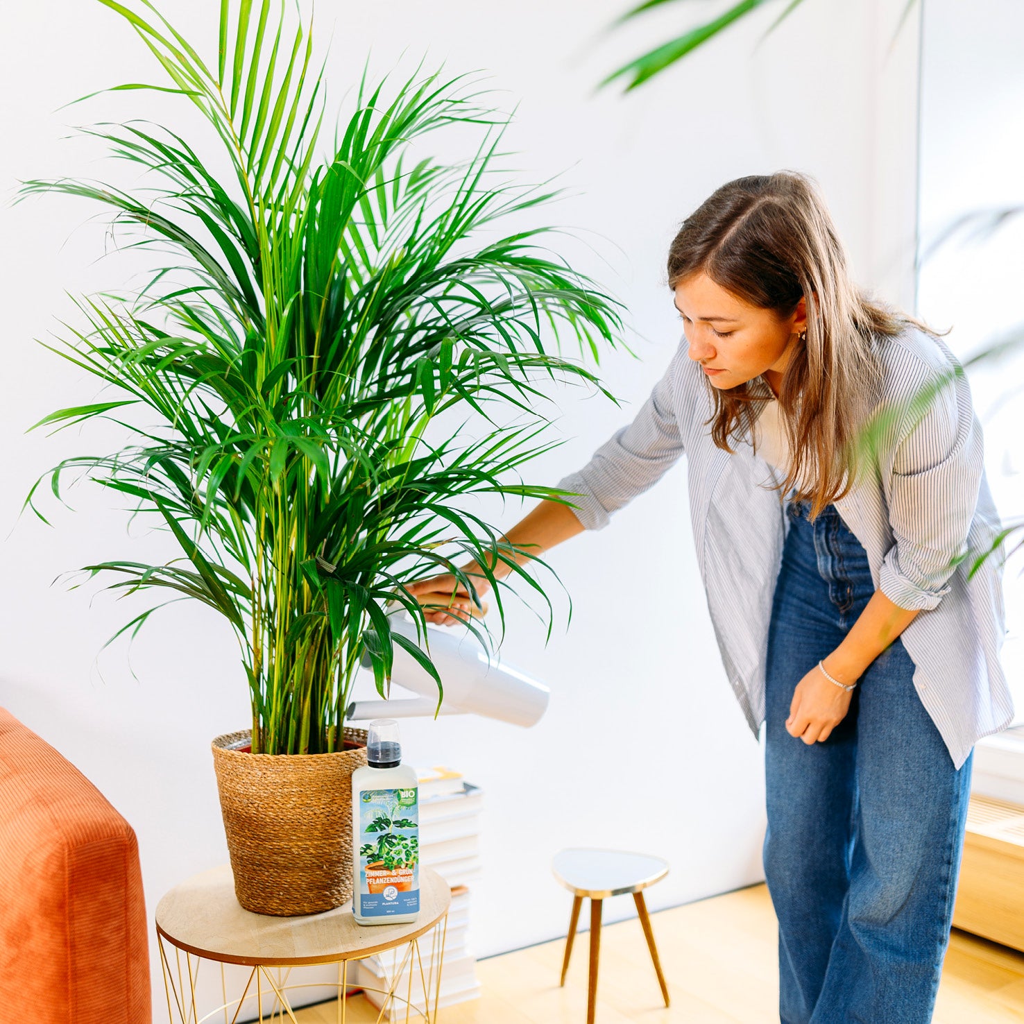Dypsis lutescens als Zimmerpflanze
