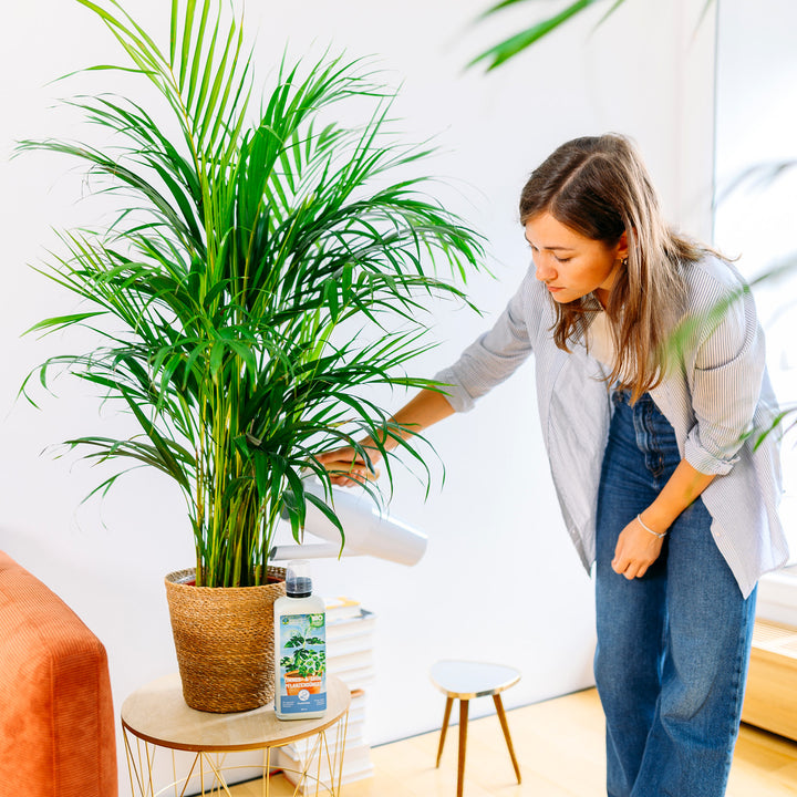 Dypsis lutescens als Zimmerpflanze
